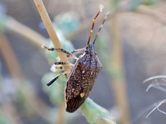 Oncocoris apicalis