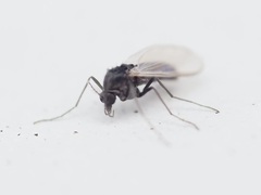 Chironomoidea
