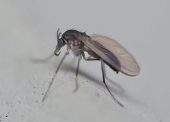 Chironomoidea