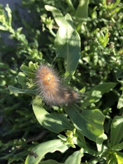 Estigmene acrea