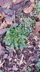 Erigeron philadelphicus
