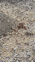 Pogonomyrmex californicus