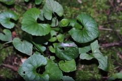 Viola cucullata