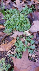 Erigeron philadelphicus