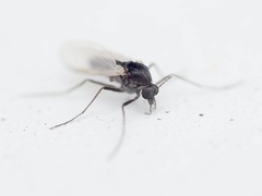 Chironomoidea