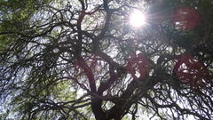 Prosopis nigra