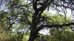Prosopis nigra