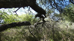Prosopis nigra
