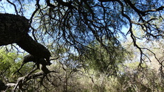 Prosopis nigra