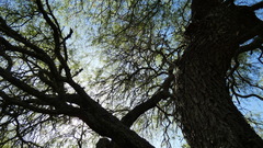 Prosopis nigra
