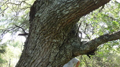 Prosopis nigra