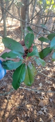 Photinia serratifolia