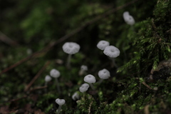 Delicatula integrella