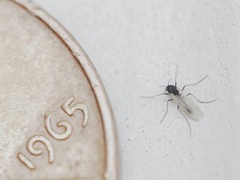 Chironomoidea