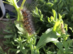 Estigmene acrea