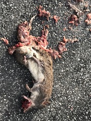 Isoodon obesulus obesulus