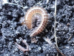 Cleidogona