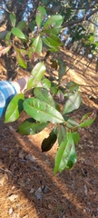 Photinia serratifolia