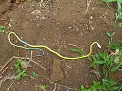 Philothamnus thomensis