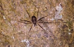 Dicranopalpus larvatus