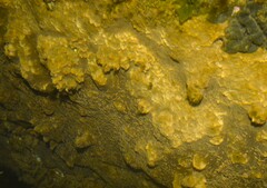 Cliona varians