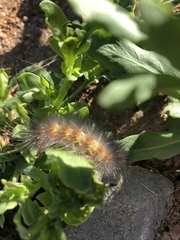 Estigmene acrea
