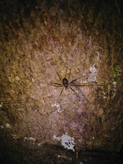 Dicranopalpus larvatus