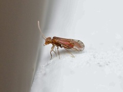 Homilopsocidea