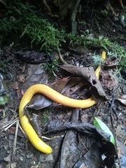 Schistometopum thomense