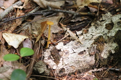 Gloioxanthomyces nitidus