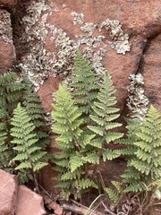 Myriopteris fendleri