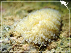 Phestilla lugubris