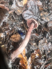Tubaria vinicolor