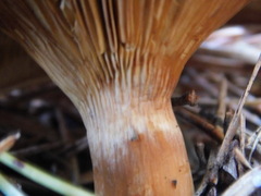 Agaricales