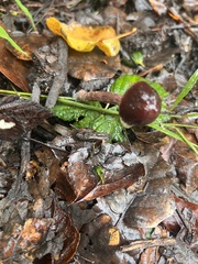 Tubaria vinicolor