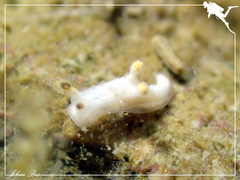 Murphydoris maracabranchia