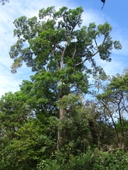 Ulmus mexicana image