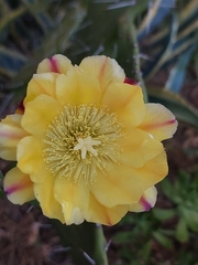 Opuntia monacantha