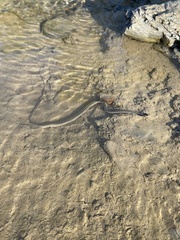 Thamnophis proximus proximus