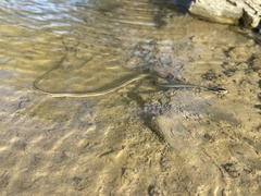 Thamnophis proximus proximus