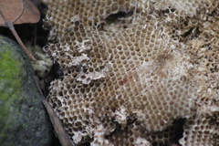 Brachygastra mellifica