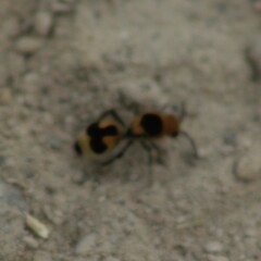 Dasymutilla arachnoides