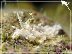 Eubranchus