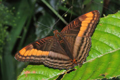 Adelpha tracta