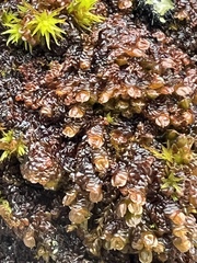 Frullania dilatata