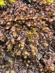 Frullania dilatata