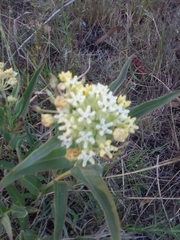 Asclepias mellodora