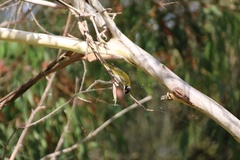 Melithreptus lunatus