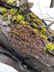 Frullania dilatata