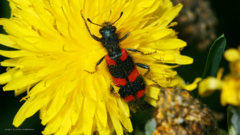 Trichodes favarius